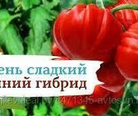 Томат Сарра F1 (6шт)