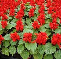 Сальвия ярко-красная Summer Jewel Red 20 семян