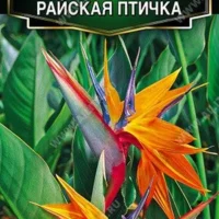 Стрелиция королевская Райская птичка 3семки