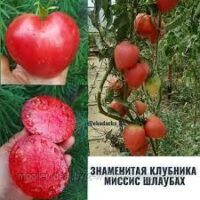 ТОМАТ Знаменитая клубника Миссис Шлаубах сорт 8 семок