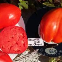 Томат Польская слива тетушки Сварло сорт 3 семки
