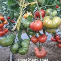 Томат ГНОМ ЖАР-ПТИЦА СЛАДКАЯ