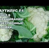 Капуста цветная Наутилус F1 15семян