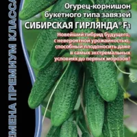 Огурец-корнишон букетного типа завязей СИБИРСКАЯ ГИРЛЯНДА F1 5шт