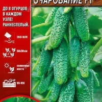 Огурец Пучковое очарование F1 10шт