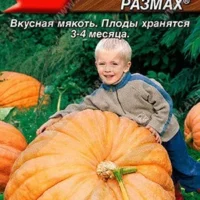Тыква крупноплодная Небывалый размах 2 грамм