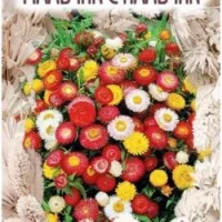 Гелихризум «Мальчик с пальчик» (0,1гр)