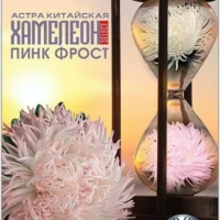 Астра китайская Хамелеон селект Пинк Фрост (30 шт)