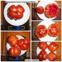 Томат Фаршировочный Тигровый 12шт
