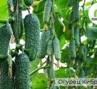 Огурцы Кибрия F1 (7шт)