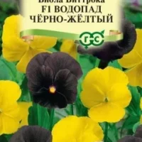 Виола Водопад черно-желтый F1, ампельная Виттрока (Анютины глазки), смесь, 4шт,шт