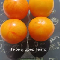Томат ГНОМ БРЕД ГЕЙТС ЖЕЛТЫЙ (10шт)