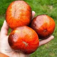Томат Мечта Алисы 6шт