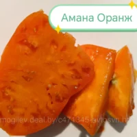Томат Амана Оранж 6шт