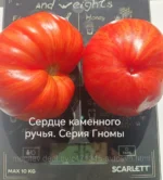 Томат Гном Сердце Каменного ручья 10шт — изображение 2