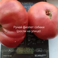 Томат Ручей Фиолетовой Собаки 10 шт