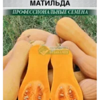 Тыква Матильда мускатная 3 шт.