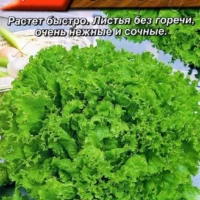 Салат Сказка листовой 0,5г