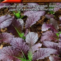 Горчица салатная Красный бархат 0,5г