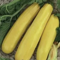 Кабачок Золотинка 2 гр