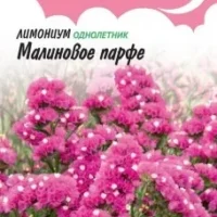Статица Лимониум (кермек выемчатый) Малиновое парфе, 0,05г, Гавриш