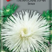 Астра Гигантские лучи Белая 0,3гр