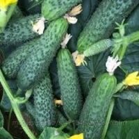 Огурцы 152-175 F1 (6семок) турецкие