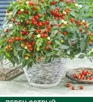Пepeц ocтpый Kьяpa (Sativa) 0,2 г, РБ