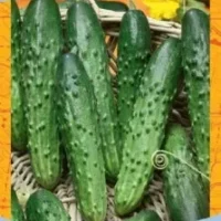 Огурец Бакс F1, 0,5г, Гавриш,