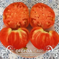 Томат Авентюняй крупный мясистый вкусный все в нем сошлось