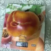 Семена томата большая радуга вкусний биколор
