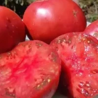 Томат Башкирский красавец красный мясистый