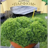 Базилик шаровидный Парфюм