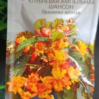 Бегония клубневая ампельная Шансон