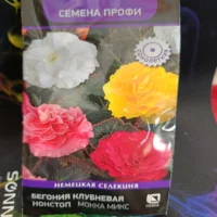 Бегония клубневая нон-стоп мока микс