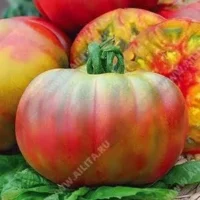 Томат Дикий тимьян экзотический вкусный томат