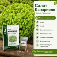 Салат Канариоле F1 (не стрелкуется, для открытого грунта)