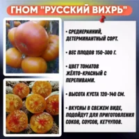Томат Гном Русский вихрь сладкий с насыщенным томатно-пряным ароматом