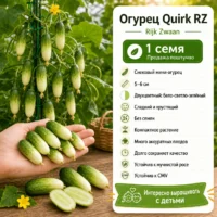 Огурец Квирк двухцветный