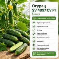 Огурцы SV 4097 F1 ранний корнишон пучковый