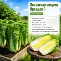 Пекинская капуста Предуро весенний посев