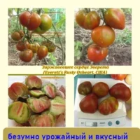 Томат Заржавевшее Сердце Эверетта супер урожайный и вкусный