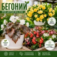 семена бегонии