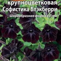 петуния софистика блекберри