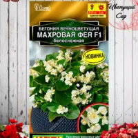 Бегония клубневая крупноцветковая махровая