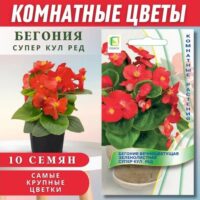 Бегония вечноцветущая Супер Кул Ред