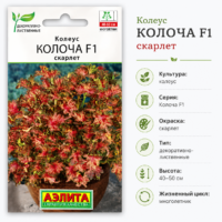 Колеус колоча Скарлет