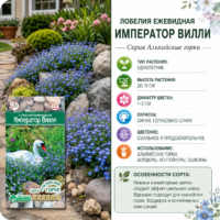 Лобелия ежевидная Император Вилли