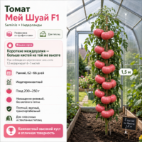 Томат Мей Шуай F1 (биф, розовый, хранится 220–240 г)