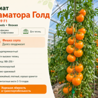 Томат Маматаро Голд F1 ультраранний желто-оранжевый (он же TI-169 )